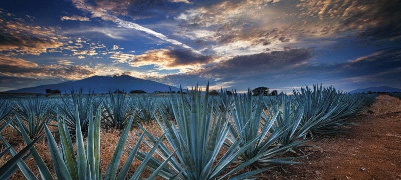 Blissful México